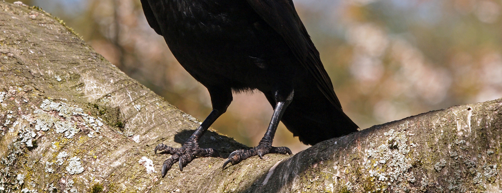 ERD "Crow's Foot" Relationship Symbols Cheat Sheet